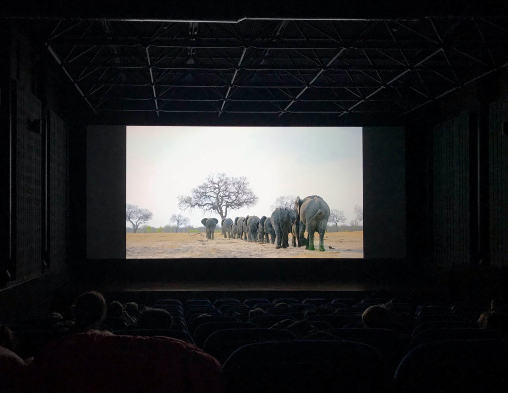 Sensibilisation par l'image - Film Elephant