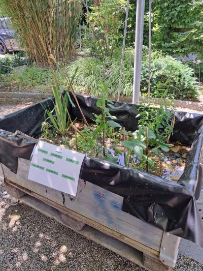 Sumpfbeet (2)